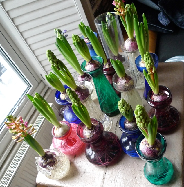 How to Force Hyacinth Bulbs for Christmas Hyacinth Vases