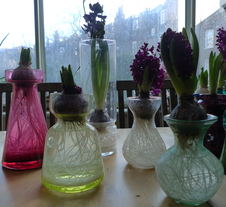 Modern Hyacinth Vases Hyacinth Vases