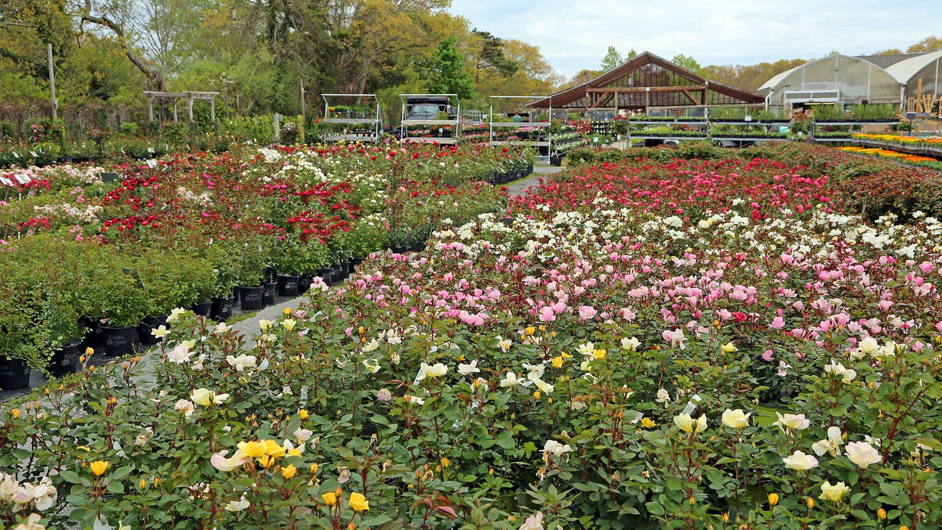 Gallery Hyannis Country Garden