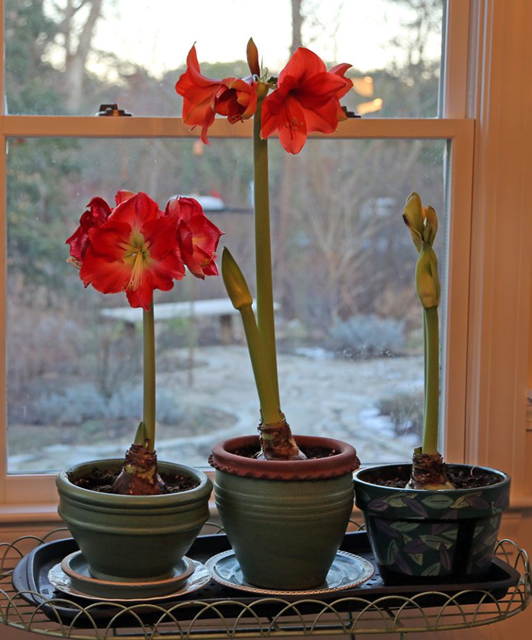 What To Do With My Amaryllis? Hyannis Country Garden