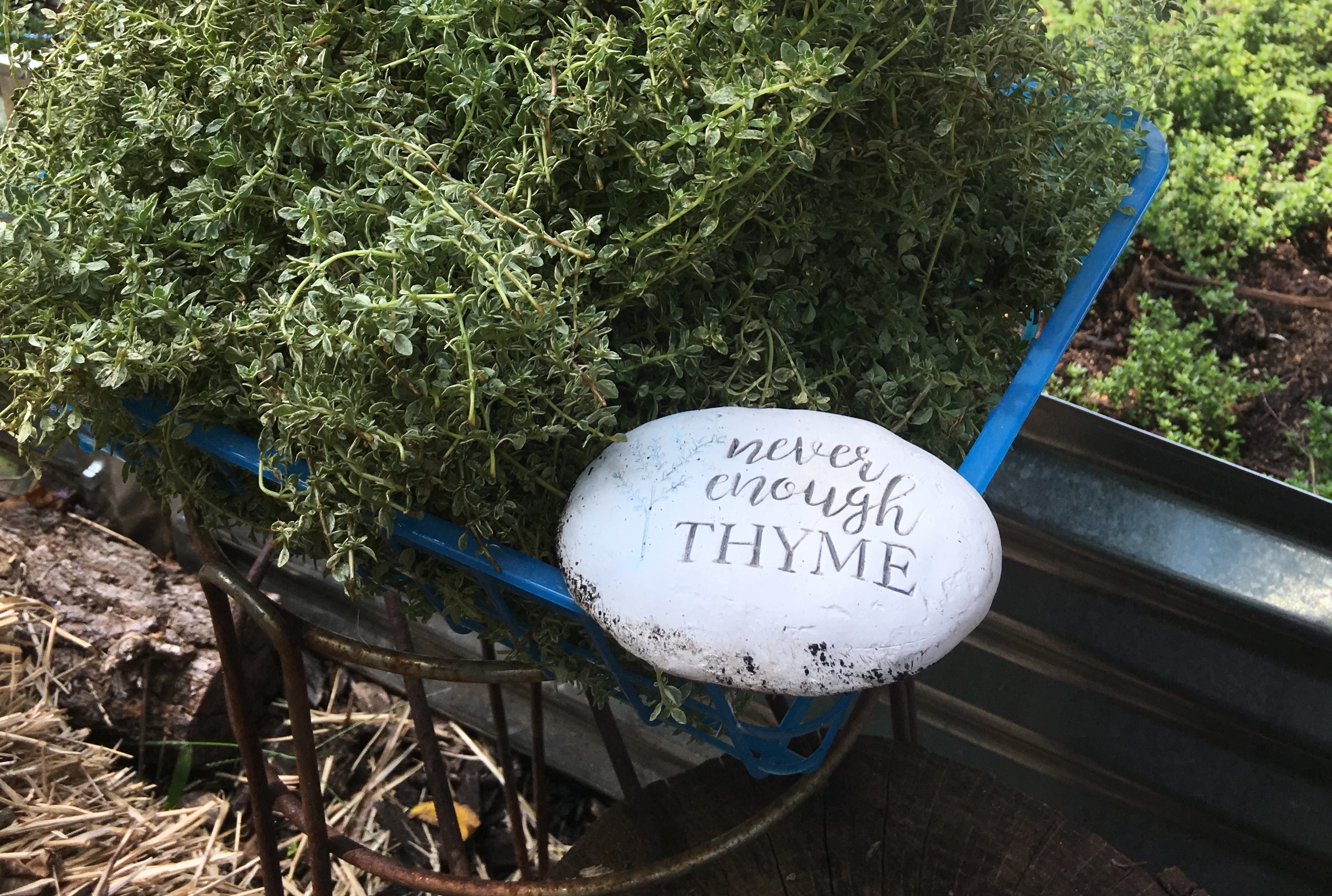 New Brooklyn Farms thyme Mount Rainier Maryland
