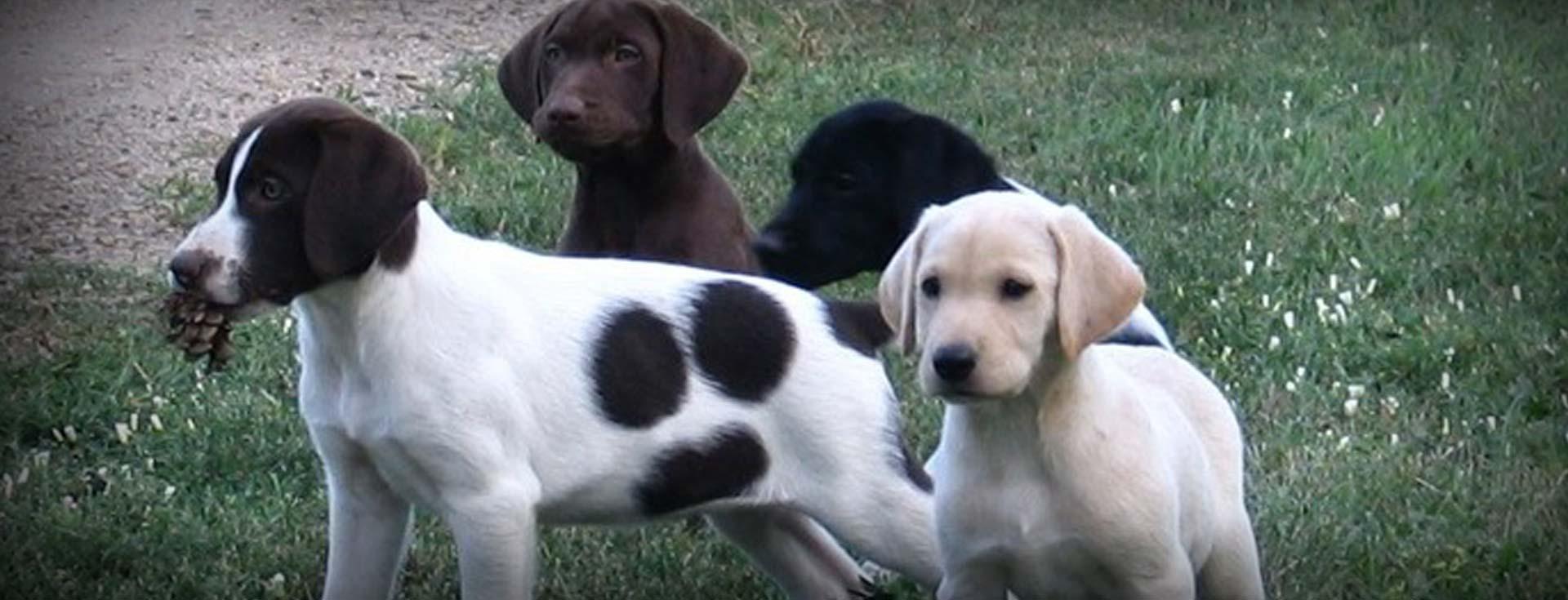 German Shorthaired Lab Mix GSP Labrador Hybrid Hunting Dogs