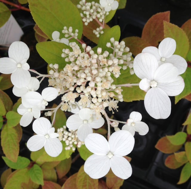 Pruning Hydrangeas Complete Hydrangea Guide