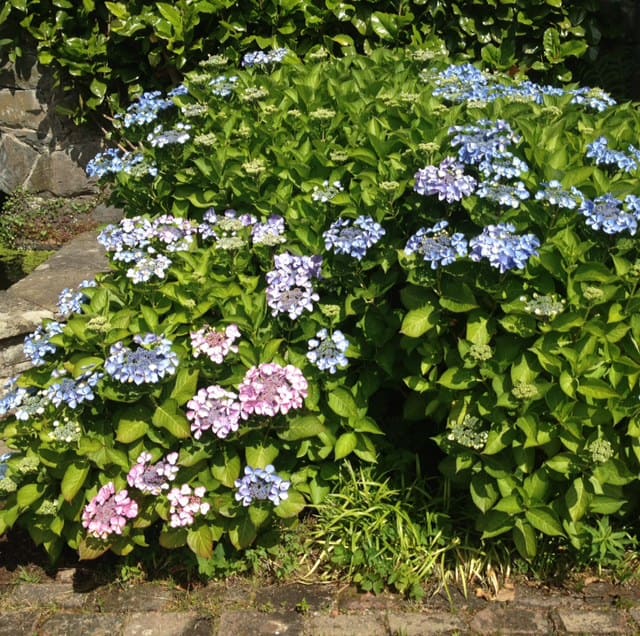 large lacecap hydrangea Hydrangea Guide