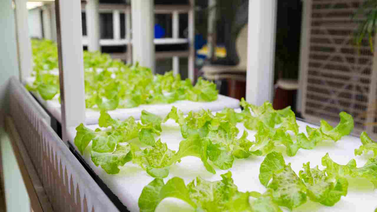 DIY Hydroponic Drip System Simplifying Indoor Gardening Hydro Green Space