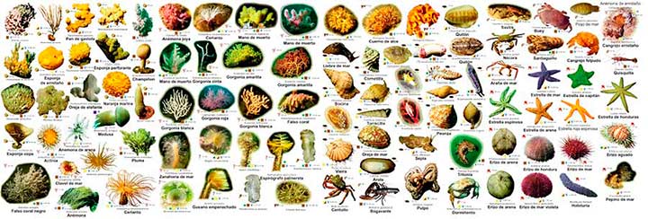 Triptico de animales marinos