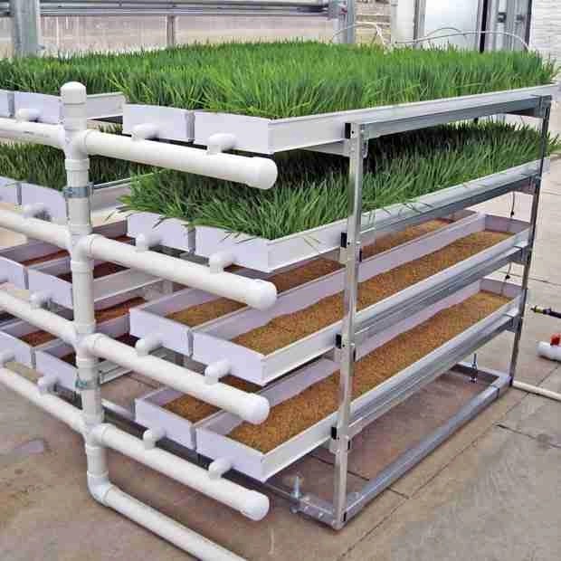 Hydroponic Fodder Growing Rack ( Microgreen Setup ) Hydroponics China