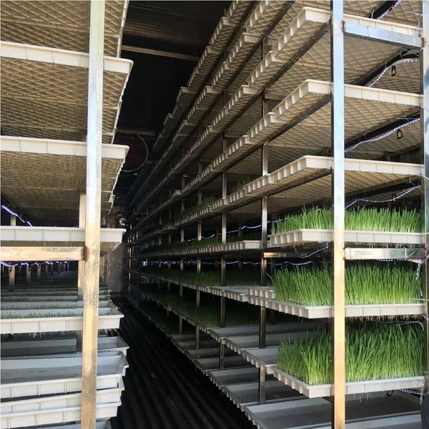 Fodder Systems For Sale Hydroponic Fodder Growing System Supplier
