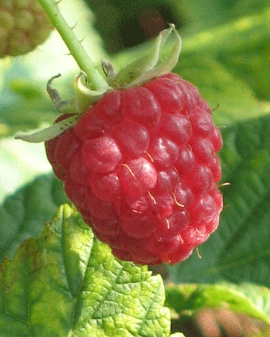 Growing Hydroponic Raspberries, part 1 Hydroponics Blog Hydroponics