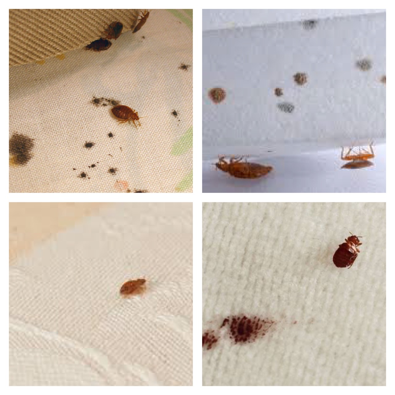 Effective Bed Bug Control Solutions for Your Home