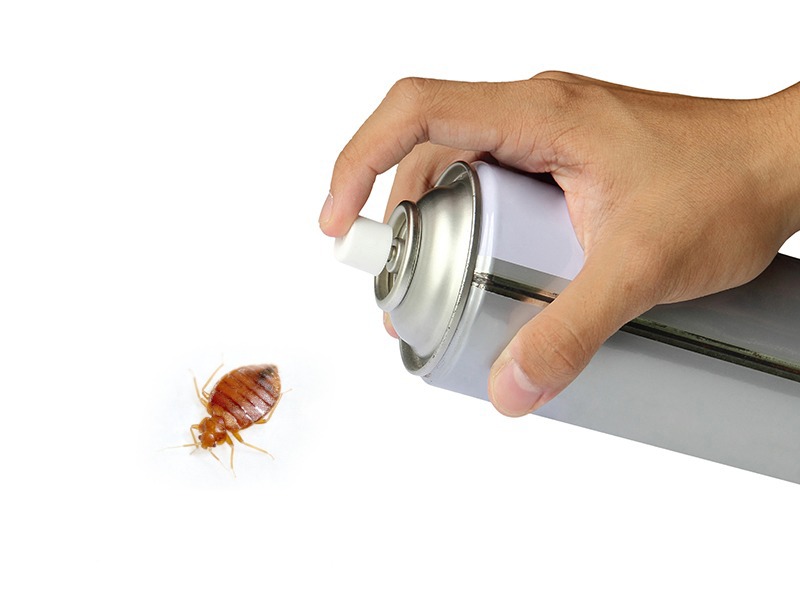 Effective Bed Bug Control Solutions for Your Home