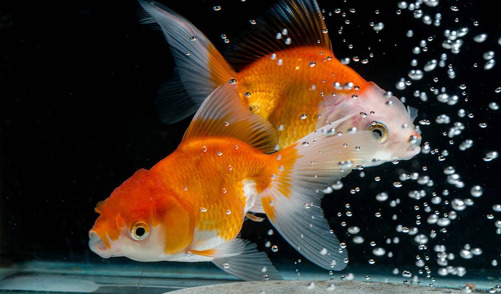 How to Know if Goldfish is Egg Belly or the Start of Bloat
