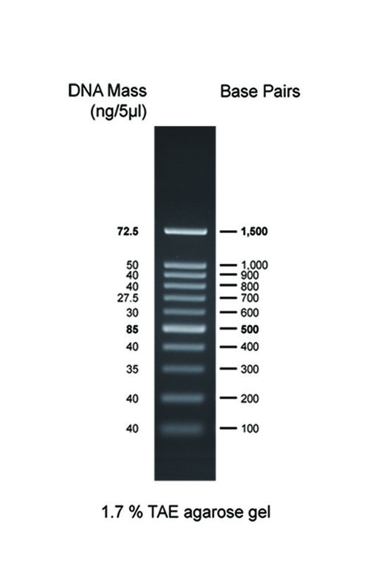 100bp DNA Ladder HyLabs