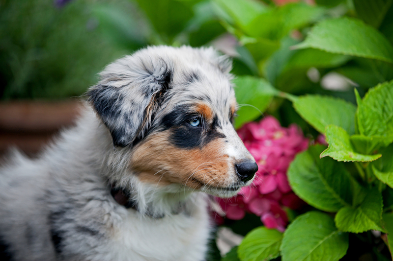 Hyperaktivität bei Hunden Hyperaktiv.de