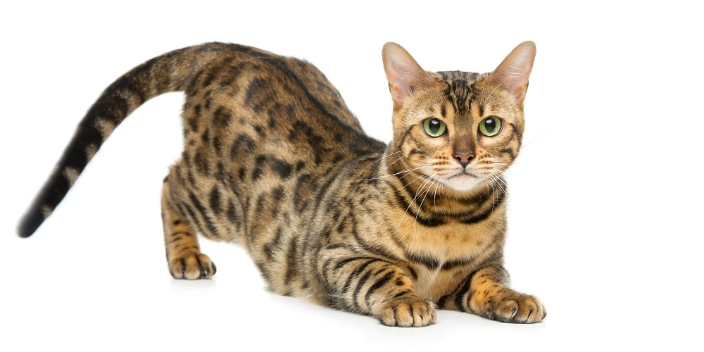 Assurance chat Bengal un chat sauvage à la maison