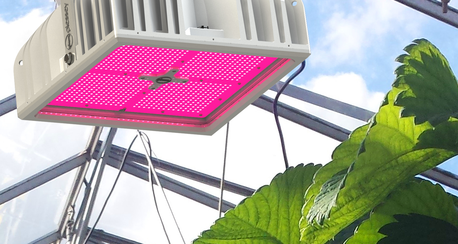 Plessey horticultural LED grow lights boost crop yields for Dutch growers