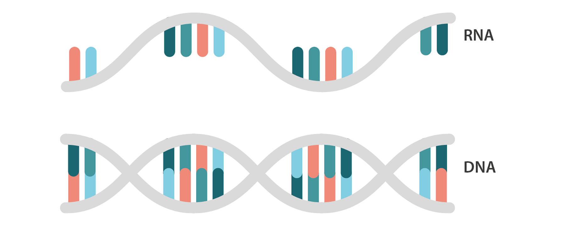 How is the COVID19 virus detected using real time RTPCR? IAEA