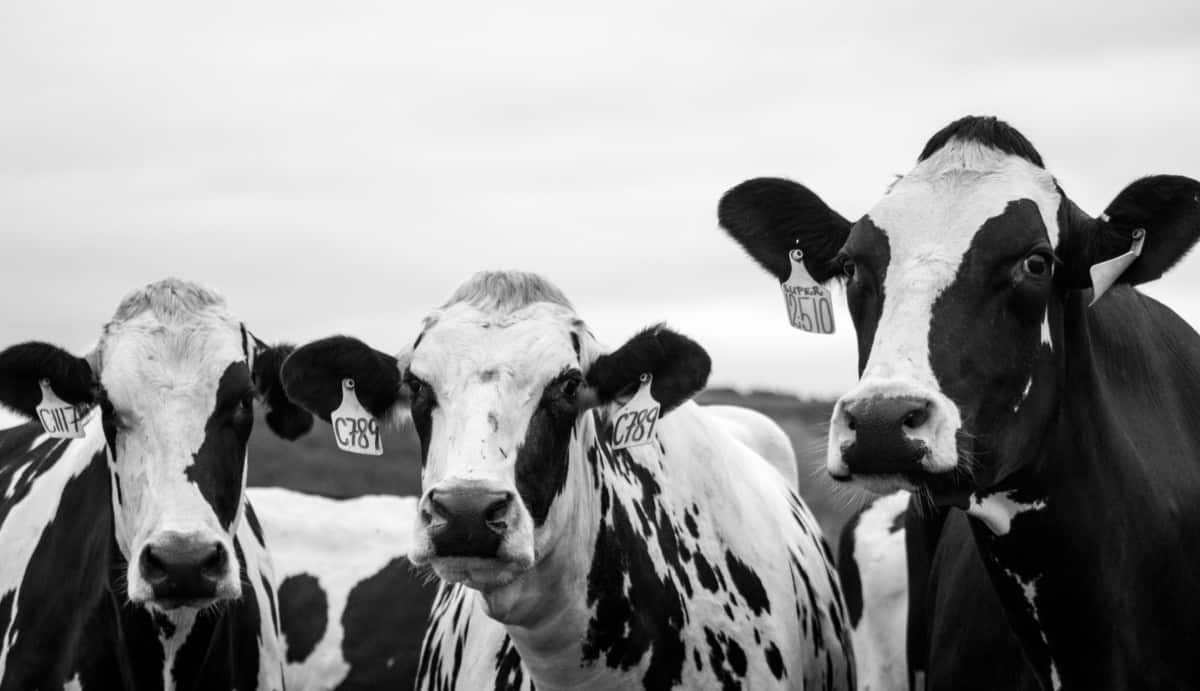 What Happens If You Don't Milk a Cow? I Am Going Vegan