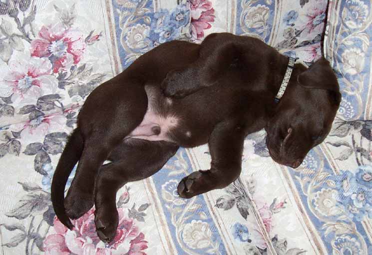 Labrador Retriever for sale, Labrador retriever puppies for sale in
