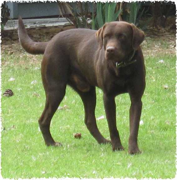 Labrador Retriever for sale, Labrador retriever puppies for sale in