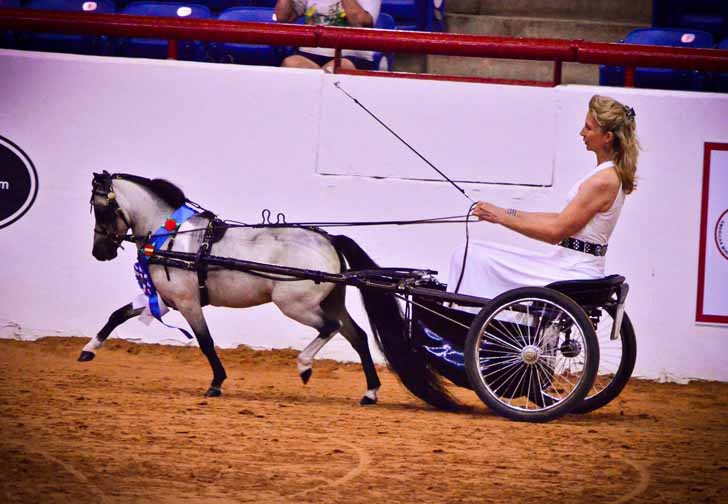 miniature horse breeder in arizona, miniature horse stud in arizona