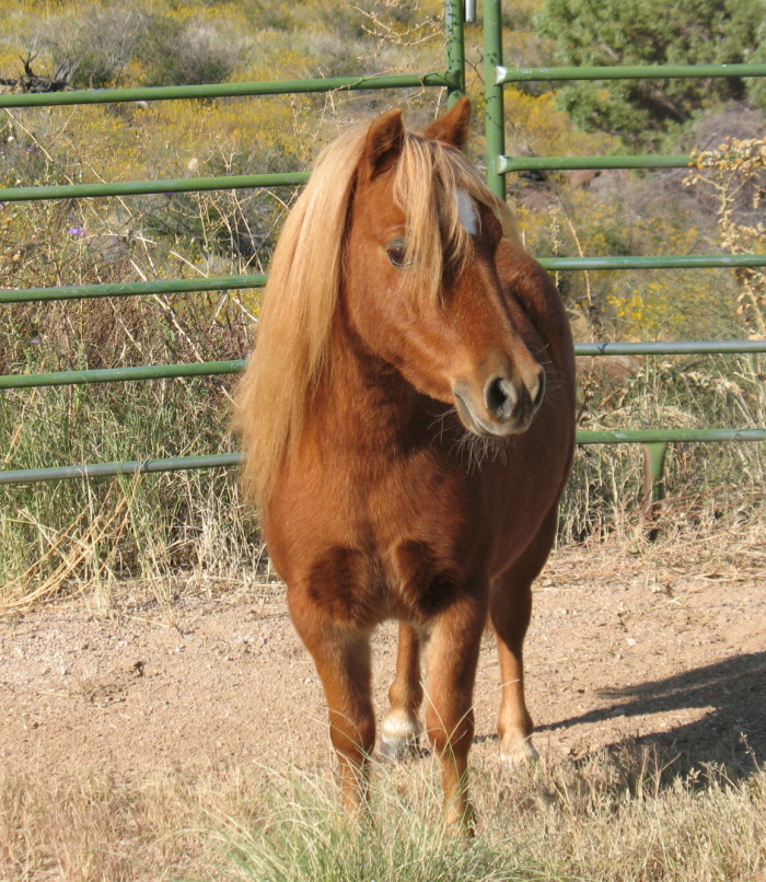 miniature horse arizona, miniature horse buckskin breeder, minature
