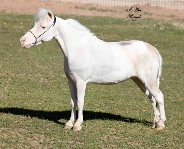 Miniature horses for sale in Arizona, miniature horse breeder