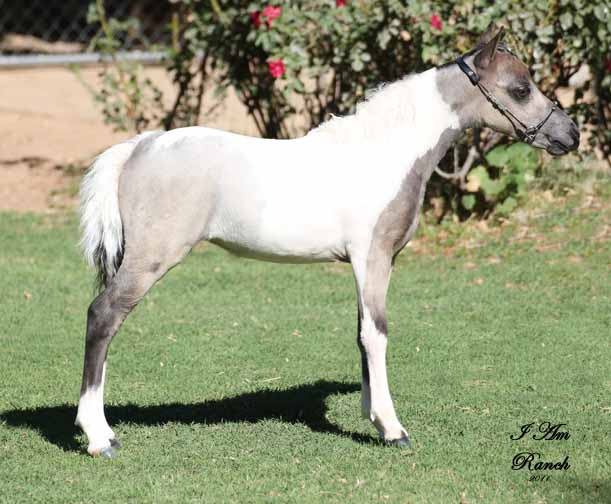 Miniature horses for sale in Arizona, miniature horse breeder