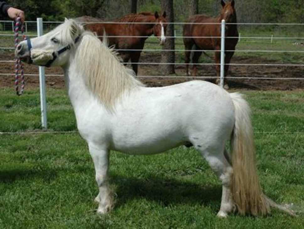 Miniature horse breeder in Arizona, mniature driving horses AZ