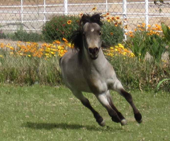 miniature horse arizona, miniature horse buckskin breeder, minature