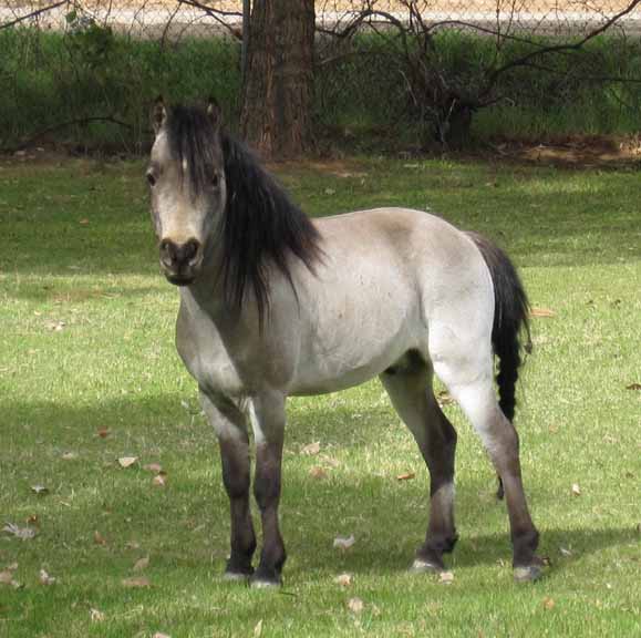 miniature horse arizona, miniature horse buckskin breeder, minature