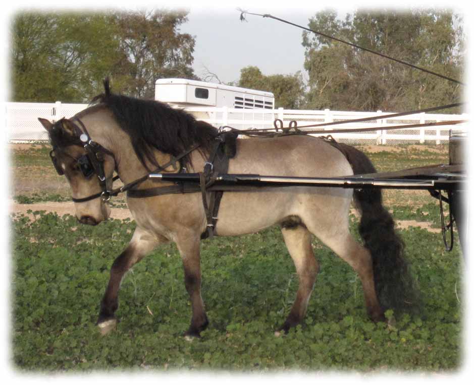 miniature horse arizona, miniature horse buckskin breeder, minature