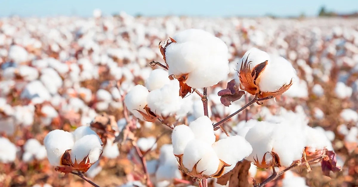 India will be largest cotton producer IAS EXAM