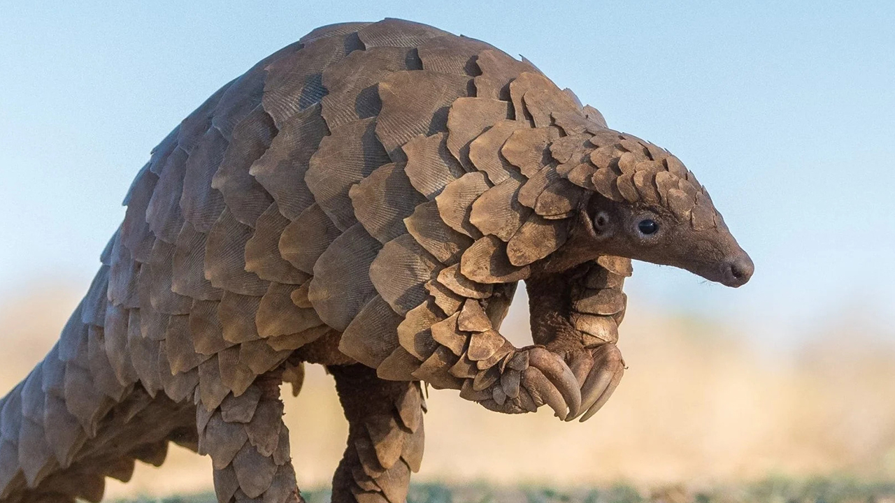 Pangolin IAS EXAM
