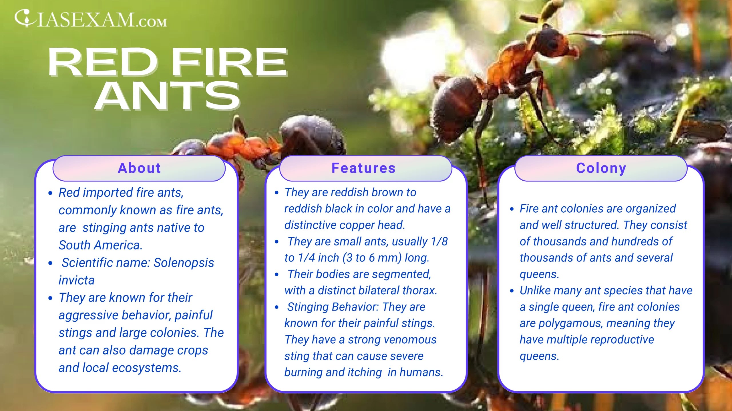 Red fire Ant IAS EXAM