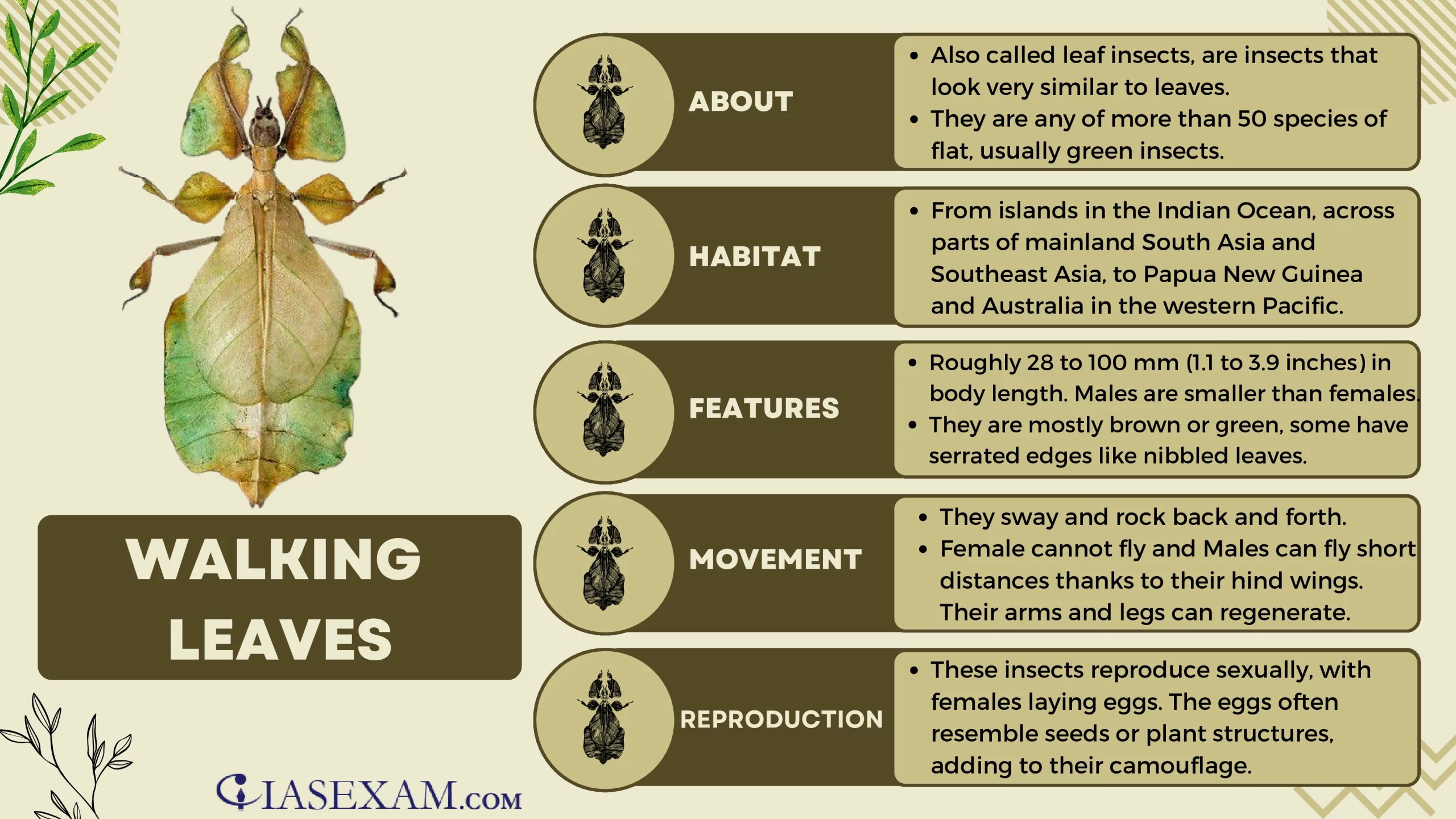 WALKING LEAVES IAS EXAM