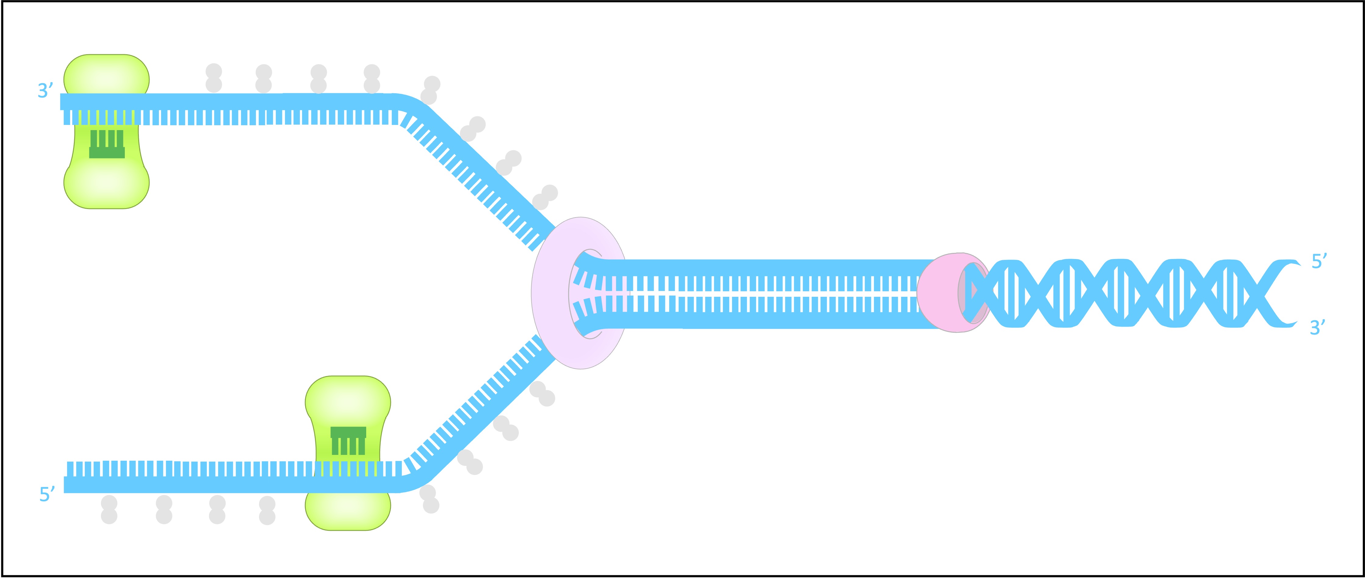 DNA Replication (HL)