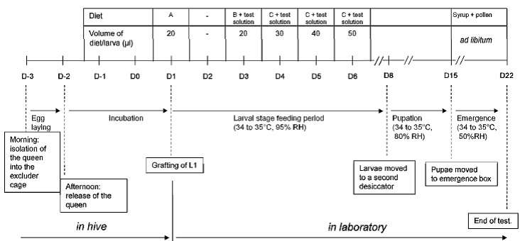 OECD 239 Honey Bee Larval Toxicity Test ibacon GmbH