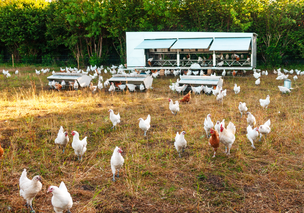 How Ibc Totes Can Help Maximize Farm Productivity