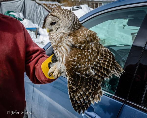 Adams Residents Rescue Barred Owl From Greylock Glen /