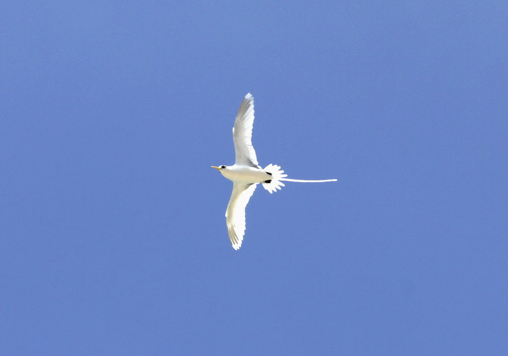 Bijou reunion oiseau paille en queue pendentif reunion oiseau paille