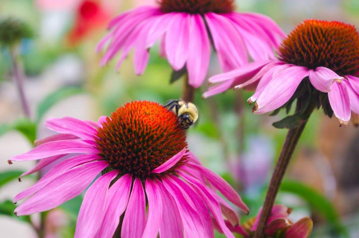 Joe’s Market Basket provides tips on planting during National Perennial