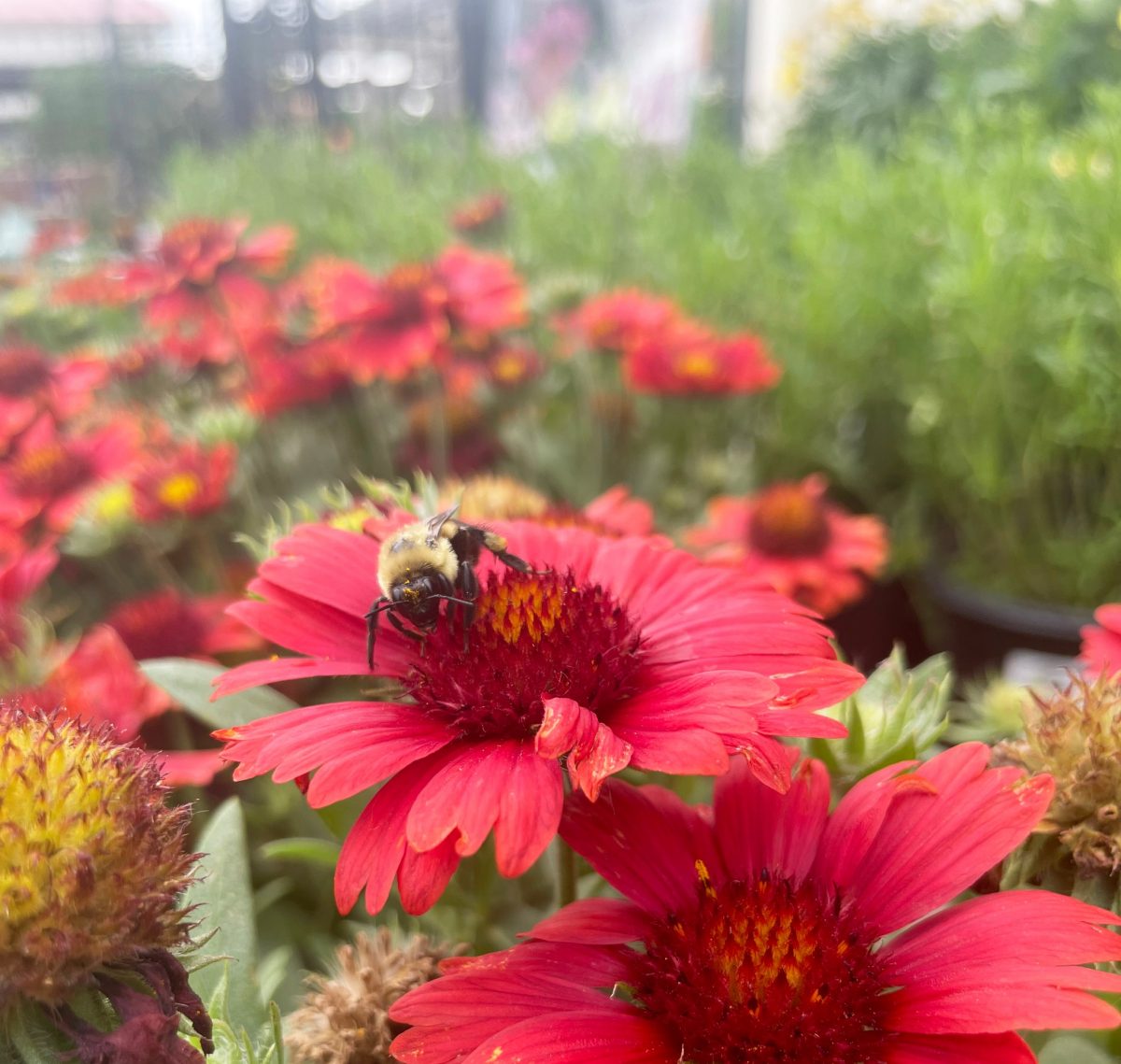 Joe’s Market Basket encourages people to make pollinator gardens to