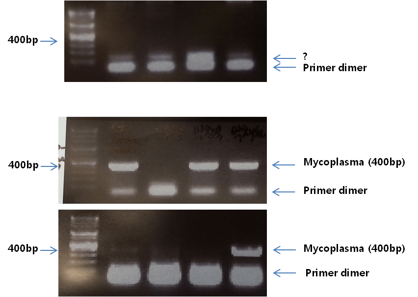 pcr primer dimer 맞는지 확인부탁드려요 > BRIC
