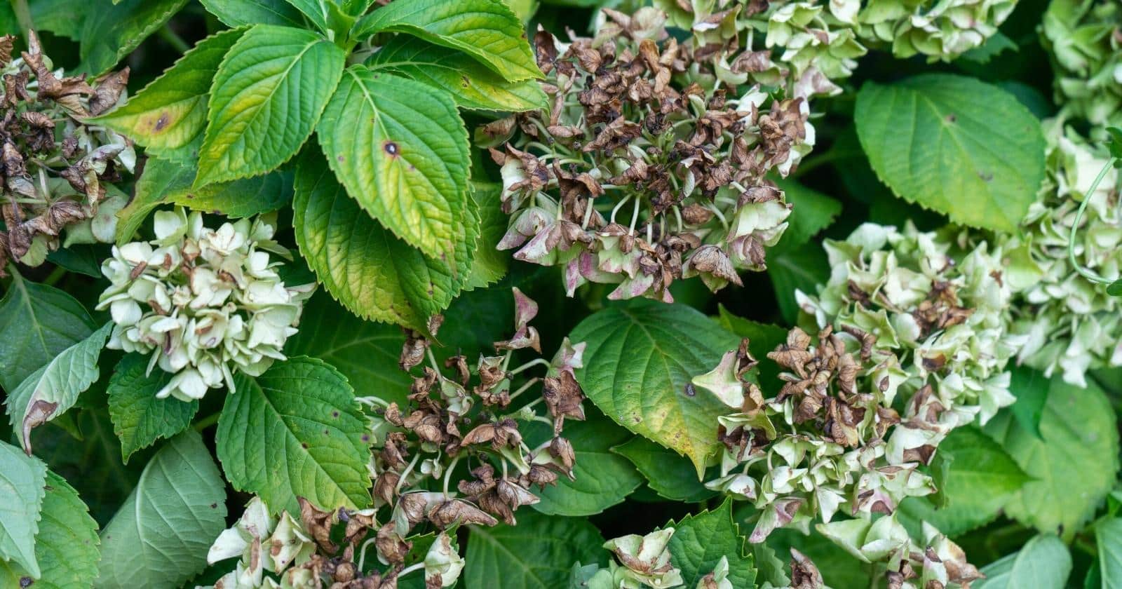 9 Common Reasons Your Hydrangea is Wilting & Drooping