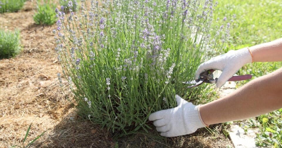 Does Lavender Come Back Each Season, or Does it Die in Winter?