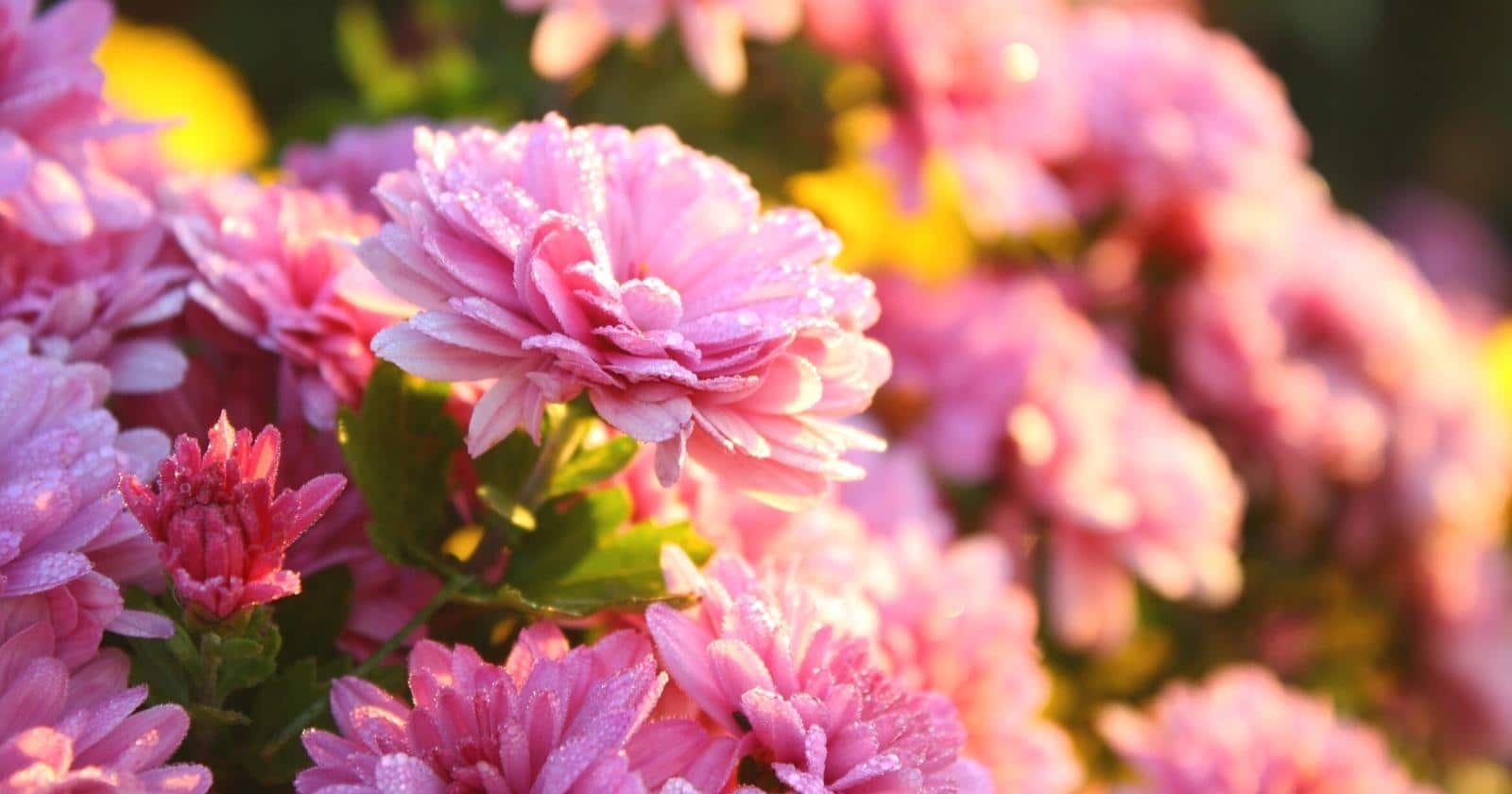 Do Chrysanthemums Need Full Sun, Partial Shade, or Full Shade?