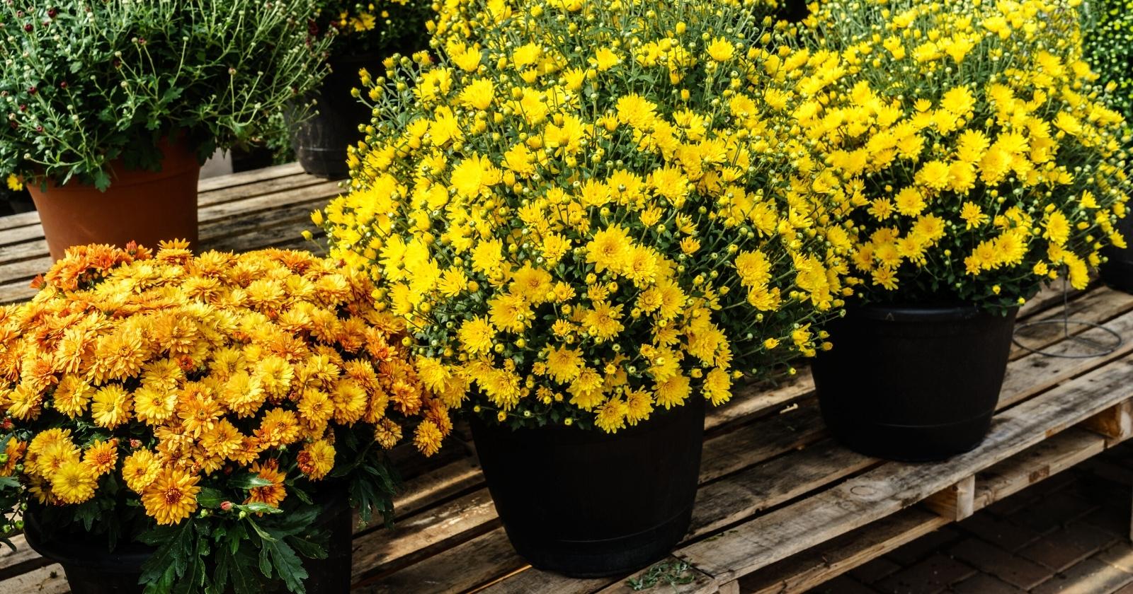 Do Chrysanthemums Need Full Sun, Partial Shade, or Full Shade?