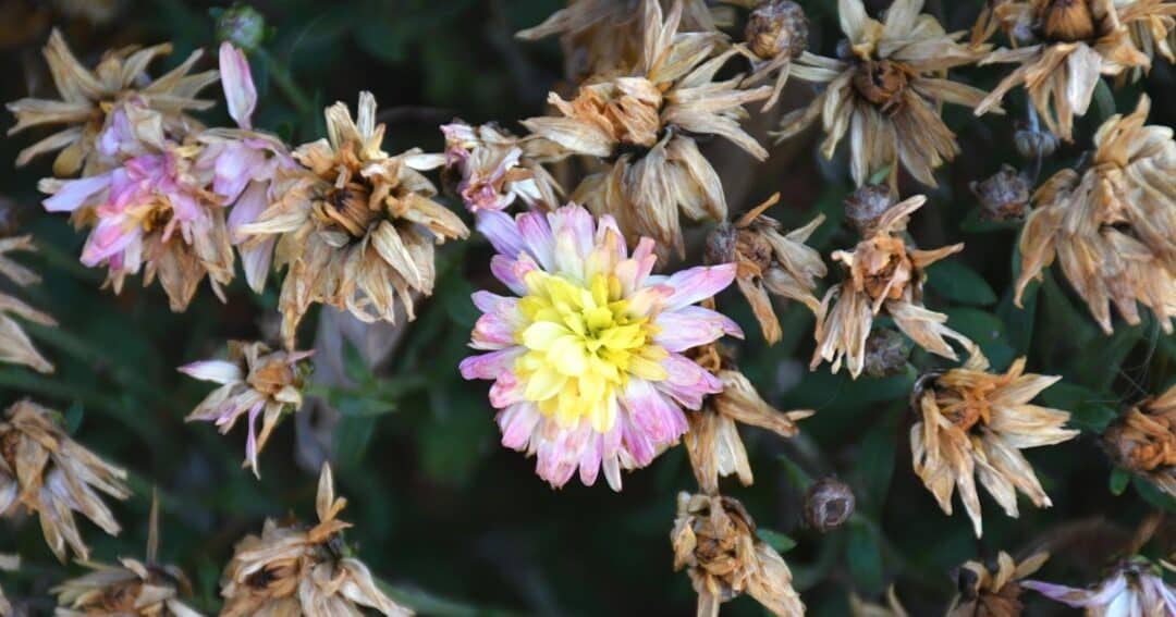 How to Revive Dying Chrysanthemums in 5 Simple Steps