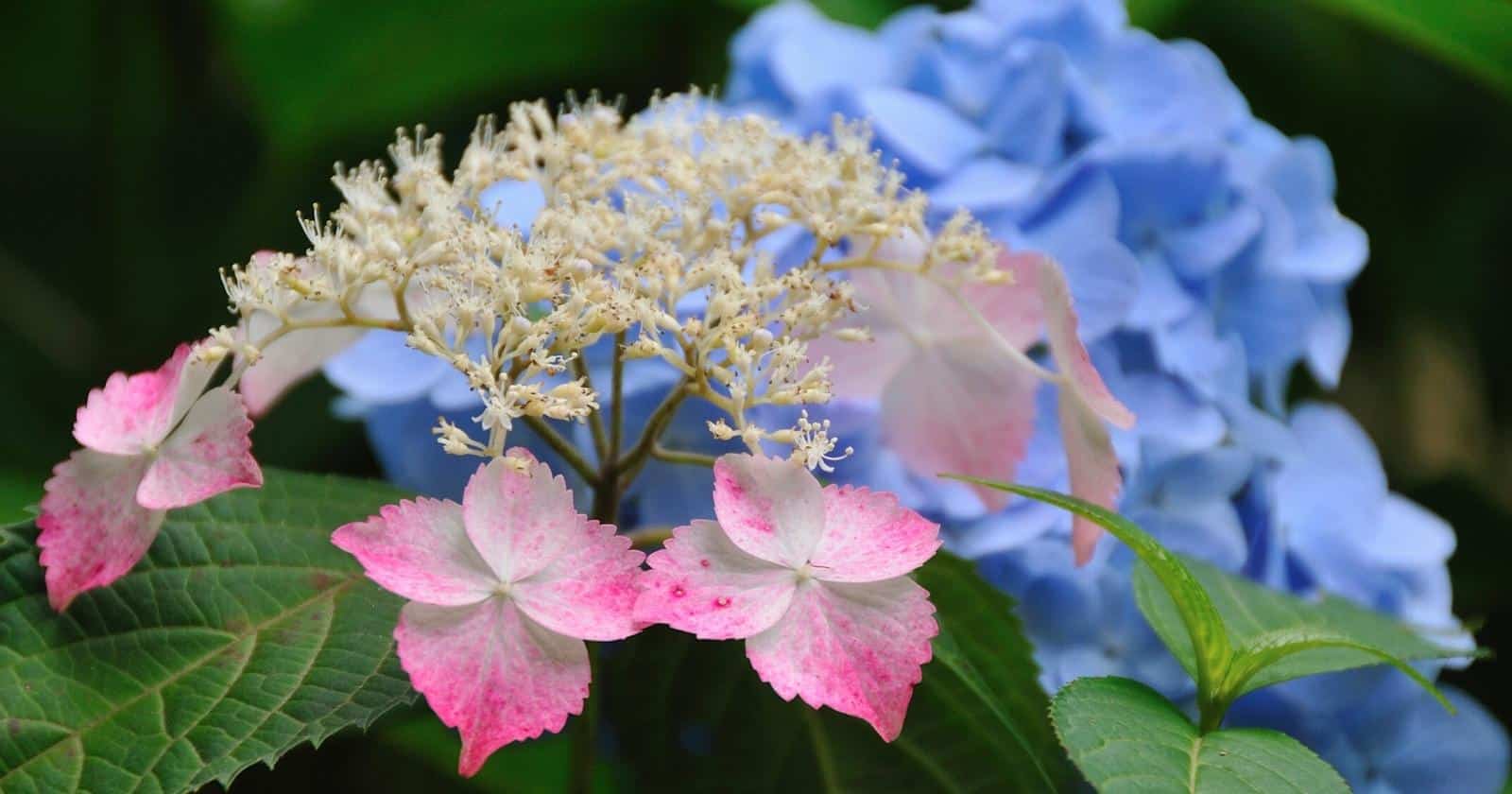 Are Hydrangeas Considered Annual, Biennial, or Perennial Shrubs?
